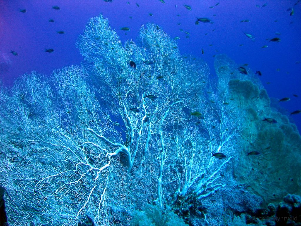 2006- Thomas Reef (2).jpg